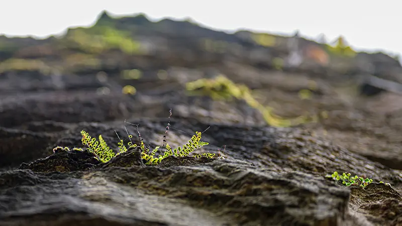 Stone wall with some green vegetation areas